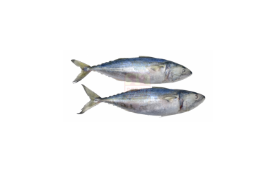 Indian Mackerel Rastrelliger kanagurta 1kg